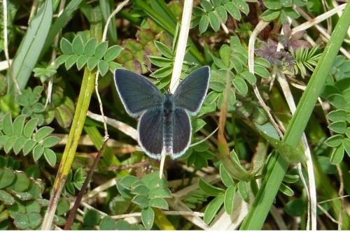 Cupido minimus